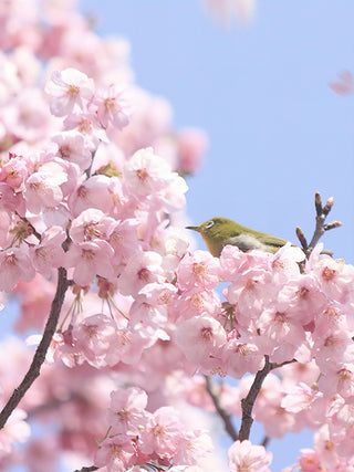 FLOWER SHOWER HAND & NAIL CREAM CHERRY BLOSSOM